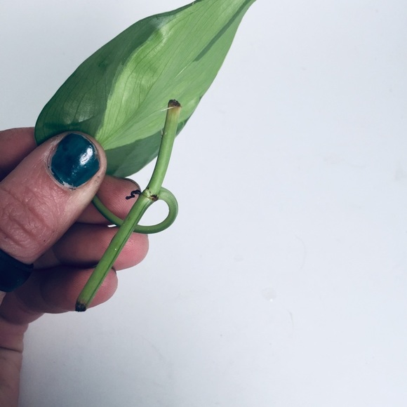 HOUSE PLANT CUTTINGS!! RARE Heartleaf Philodendron BRASIL Cutting, + many others - Picture 7 of 10